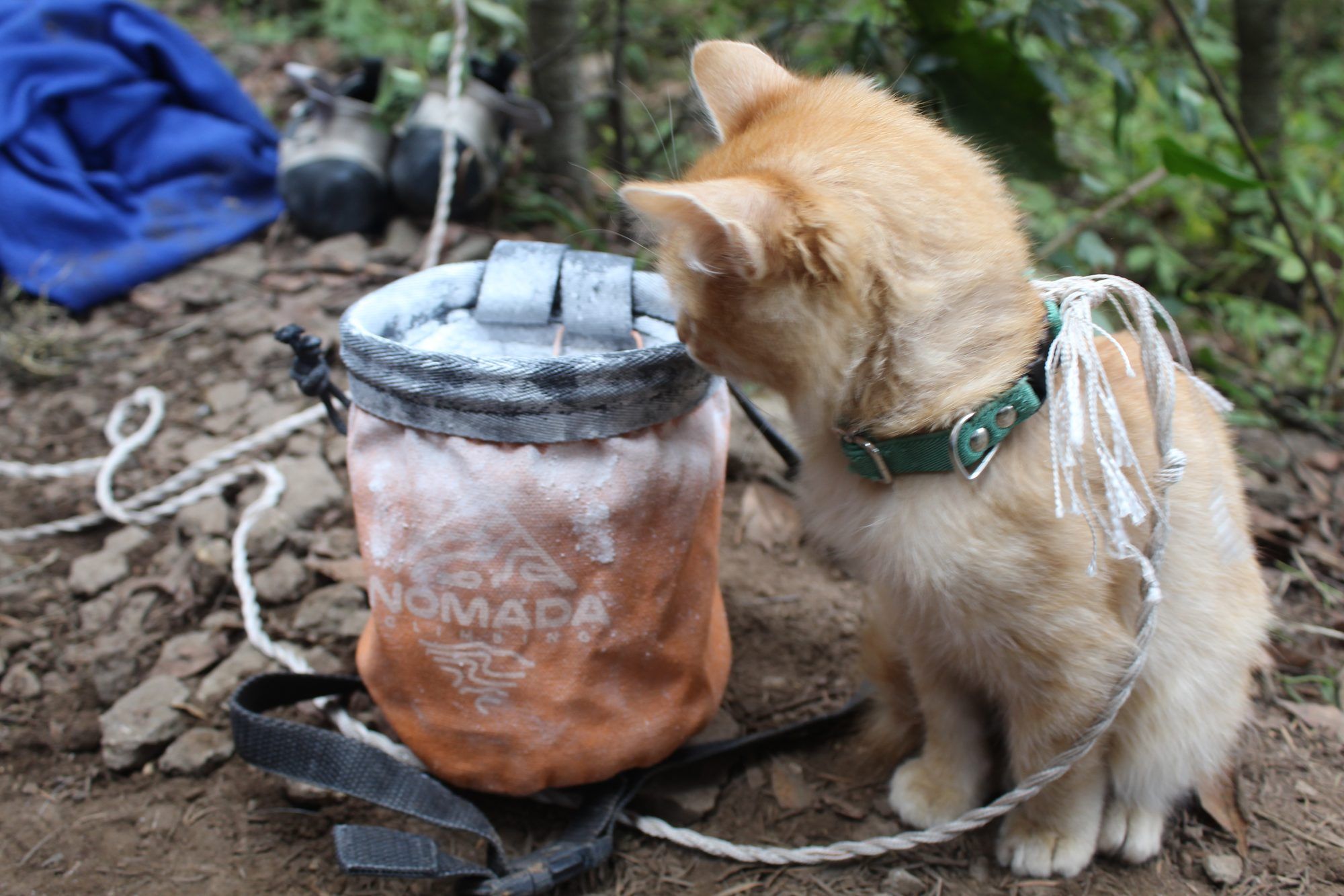 Gato junto a una cubeta de magnesia Nomada